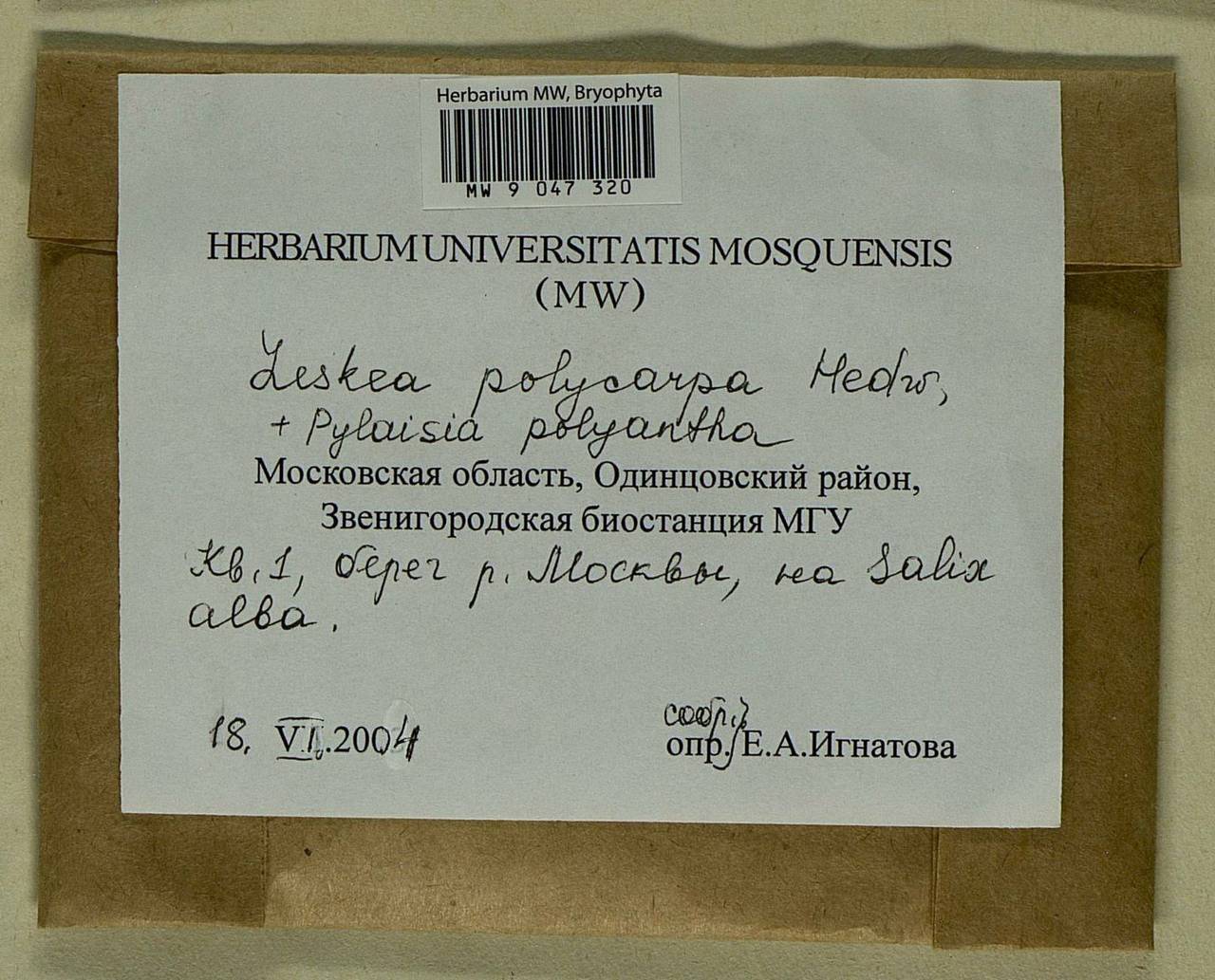 Leskea polycarpa Hedw., Bryophytes, Bryophytes - Moscow City & Moscow Oblast (B6a) (Russia)