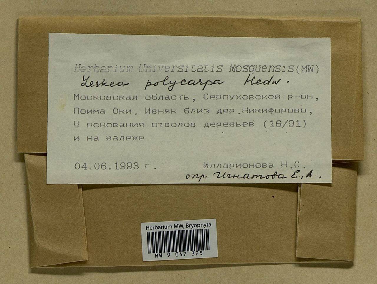 Leskea polycarpa Hedw., Bryophytes, Bryophytes - Moscow City & Moscow Oblast (B6a) (Russia)