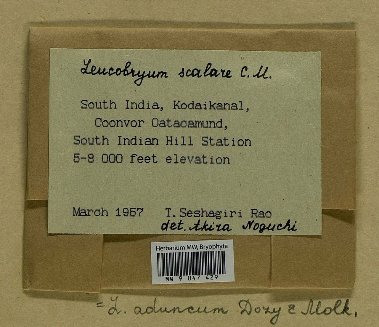 Leucobryum aduncum Dozy & Molk., Bryophytes, Bryophytes - Asia (outside ex-Soviet states) (BAs) (India)