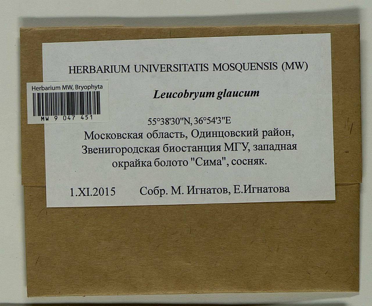 Leucobryum glaucum (Hedw.) Ångstr., Bryophytes, Bryophytes - Moscow City & Moscow Oblast (B6a) (Russia)