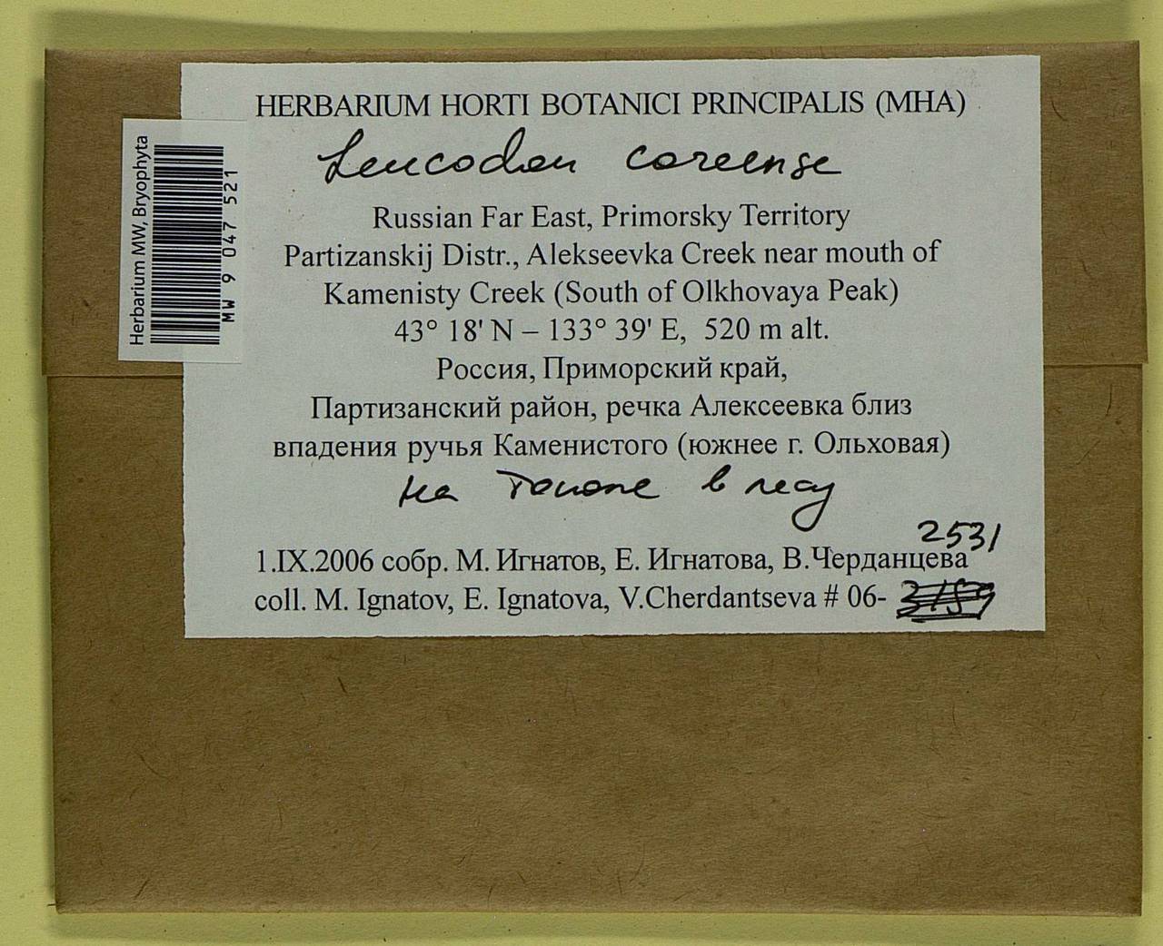 Leucodon coreensis Cardot, Bryophytes, Bryophytes - Russian Far East (excl. Chukotka & Kamchatka) (B20) (Russia)