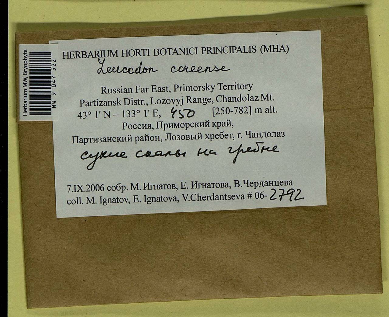 Leucodon coreensis Cardot, Bryophytes, Bryophytes - Russian Far East (excl. Chukotka & Kamchatka) (B20) (Russia)