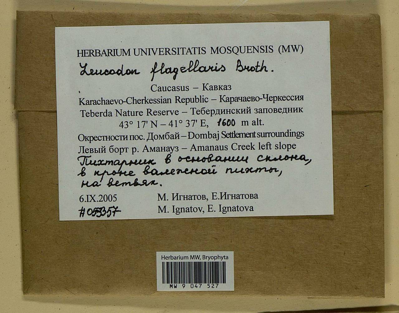 Leucodon flagellaris Broth., Bryophytes, Bryophytes - North Caucasus & Ciscaucasia (B12) (Russia)