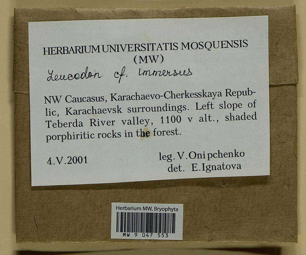 Leucodon immersus Lindb., Bryophytes, Bryophytes - North Caucasus & Ciscaucasia (B12) (Russia)