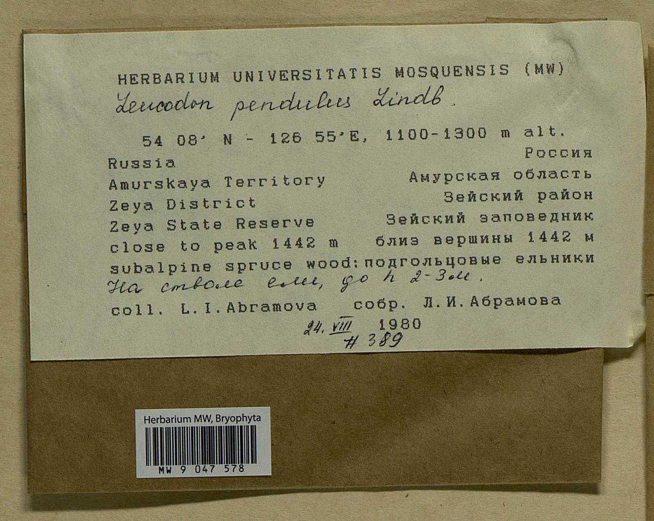 Leucodon pendulus Lindb., Bryophytes, Bryophytes - Russian Far East (excl. Chukotka & Kamchatka) (B20) (Russia)