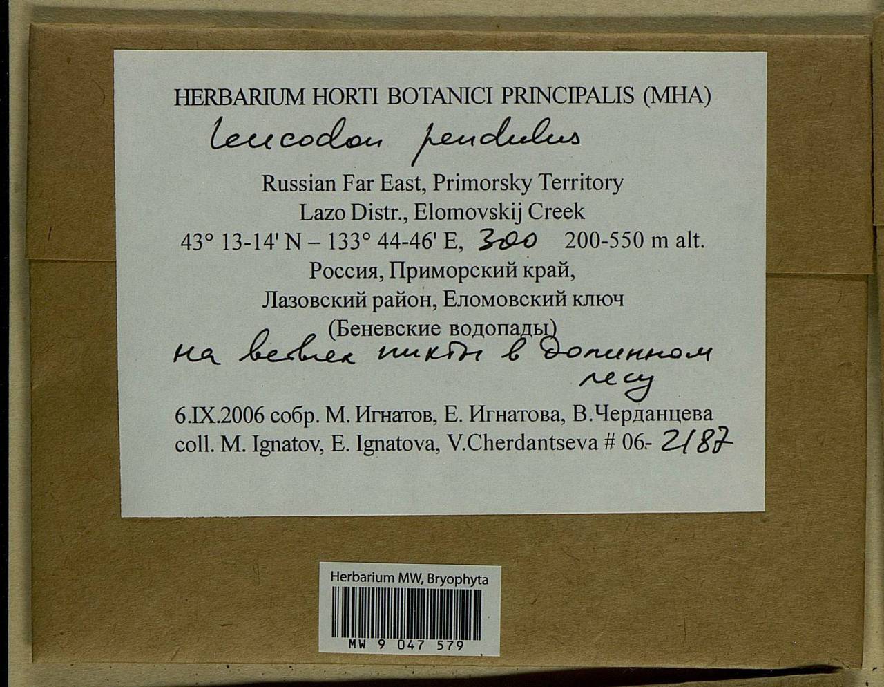 Leucodon pendulus Lindb., Bryophytes, Bryophytes - Russian Far East (excl. Chukotka & Kamchatka) (B20) (Russia)