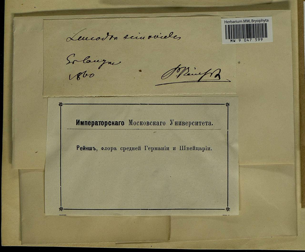 Leucodon sciuroides (Hedw.) Schwägr., Bryophytes, Bryophytes - Western Europe (BEu) (Germany)