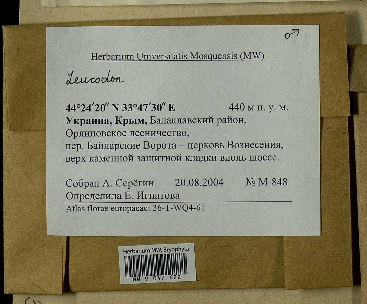 Leucodon sciuroides (Hedw.) Schwägr., Bryophytes, Bryophytes - Crimea (B3a) (Russia)