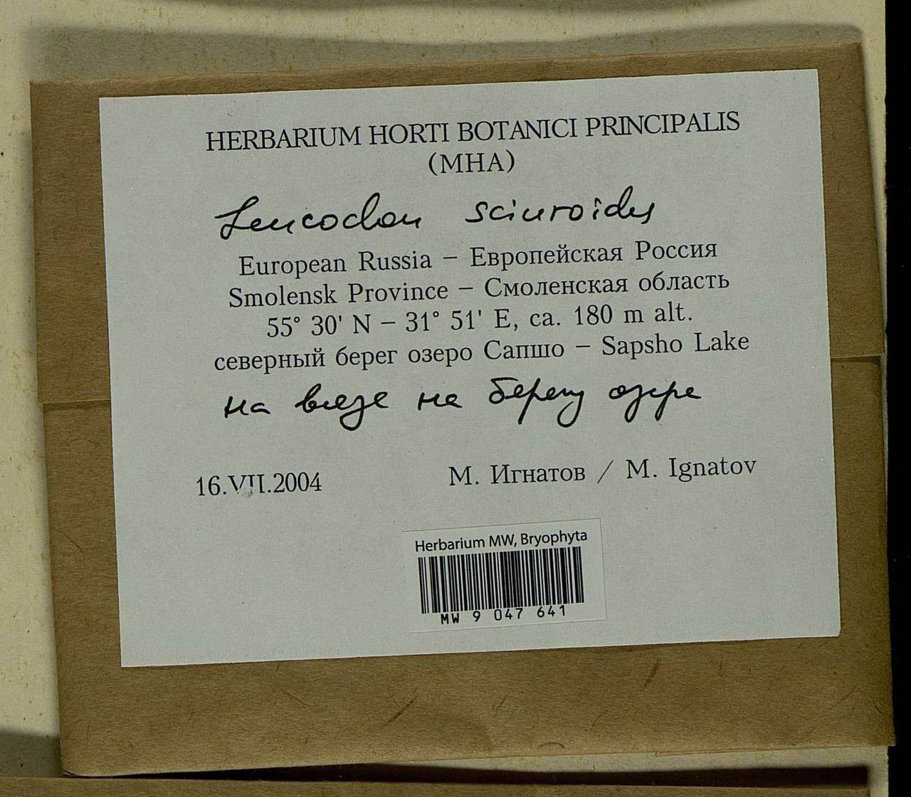 Leucodon sciuroides (Hedw.) Schwägr., Bryophytes, Bryophytes - Middle Russia (B6) (Russia)