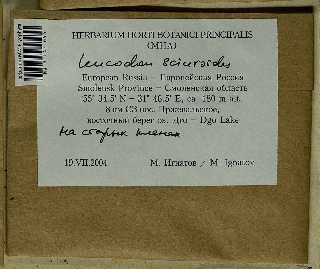 Leucodon sciuroides (Hedw.) Schwägr., Bryophytes, Bryophytes - Middle Russia (B6) (Russia)