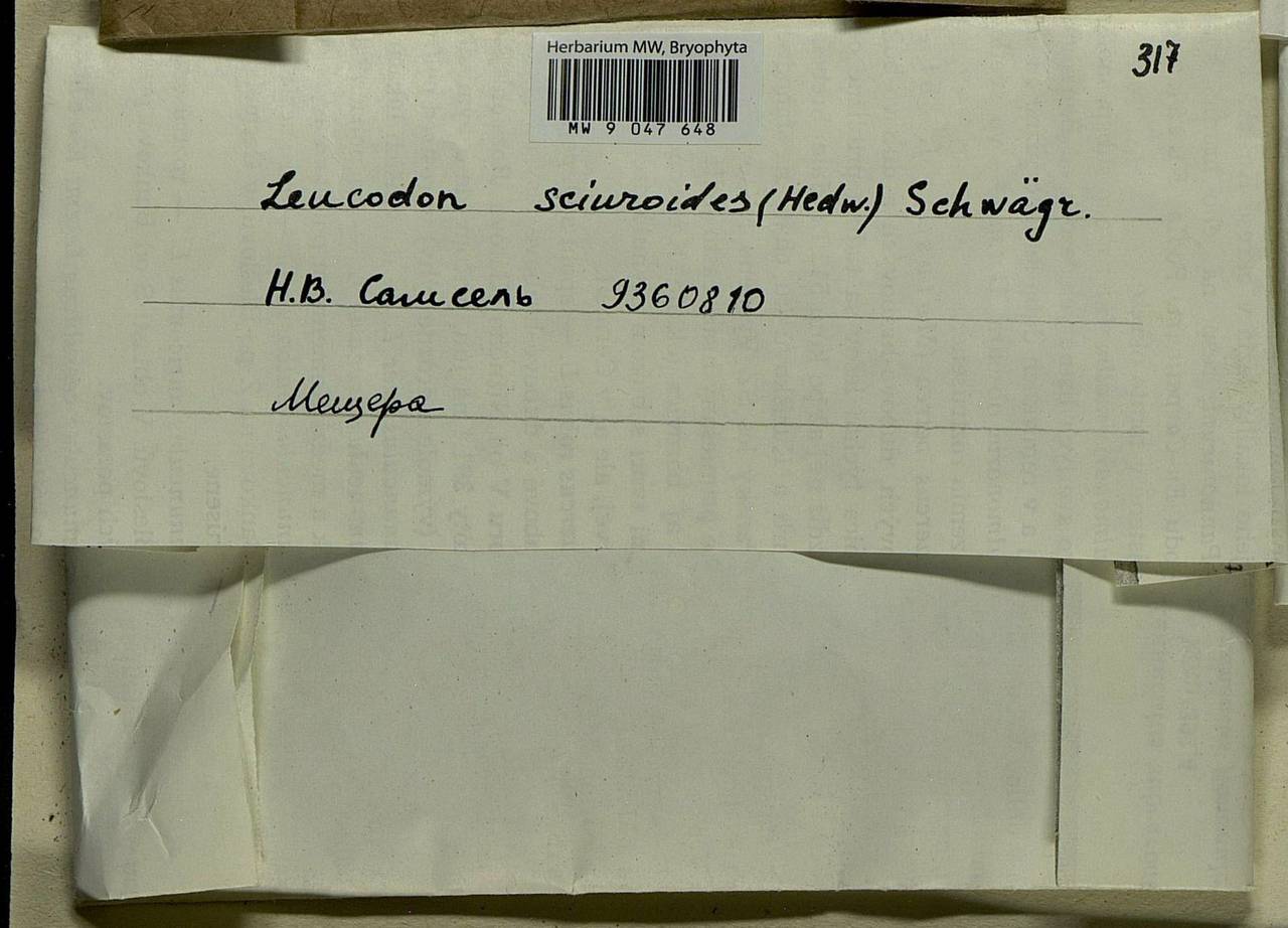 Leucodon sciuroides (Hedw.) Schwägr., Bryophytes, Bryophytes - Middle Russia (B6) (Russia)