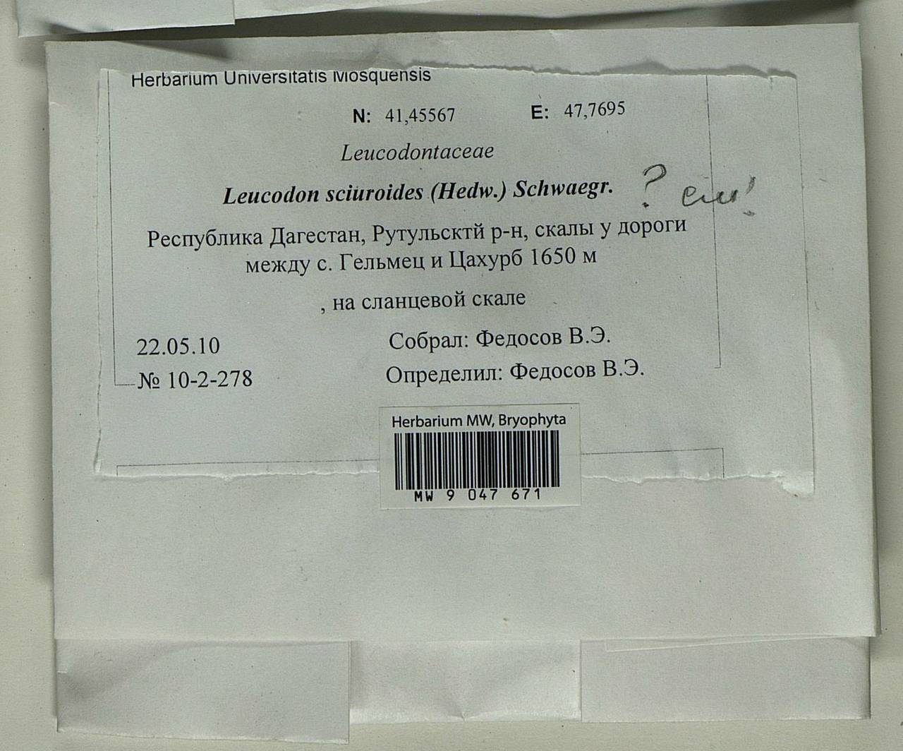 Leucodon sciuroides (Hedw.) Schwägr., Bryophytes, Bryophytes - North Caucasus & Ciscaucasia (B12) (Russia)