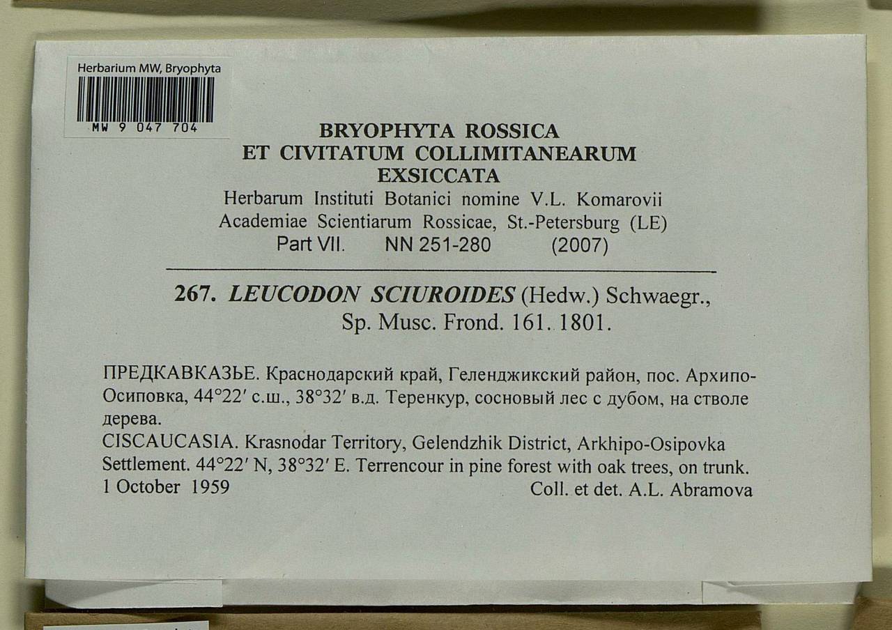 Leucodon sciuroides (Hedw.) Schwägr., Bryophytes, Bryophytes - North Caucasus & Ciscaucasia (B12) (Russia)