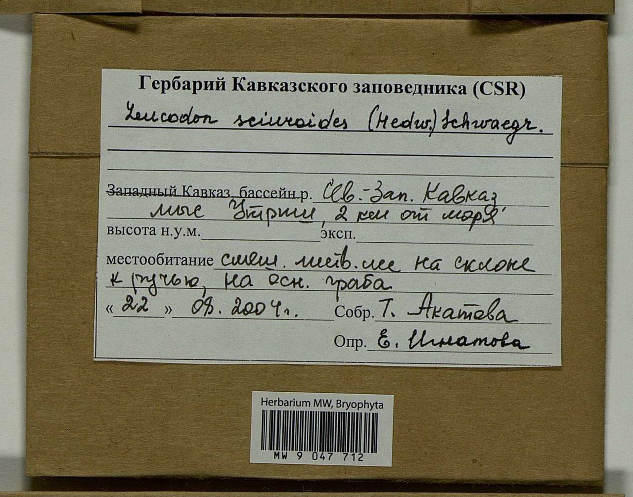 Leucodon sciuroides (Hedw.) Schwägr., Bryophytes, Bryophytes - North Caucasus & Ciscaucasia (B12) (Russia)