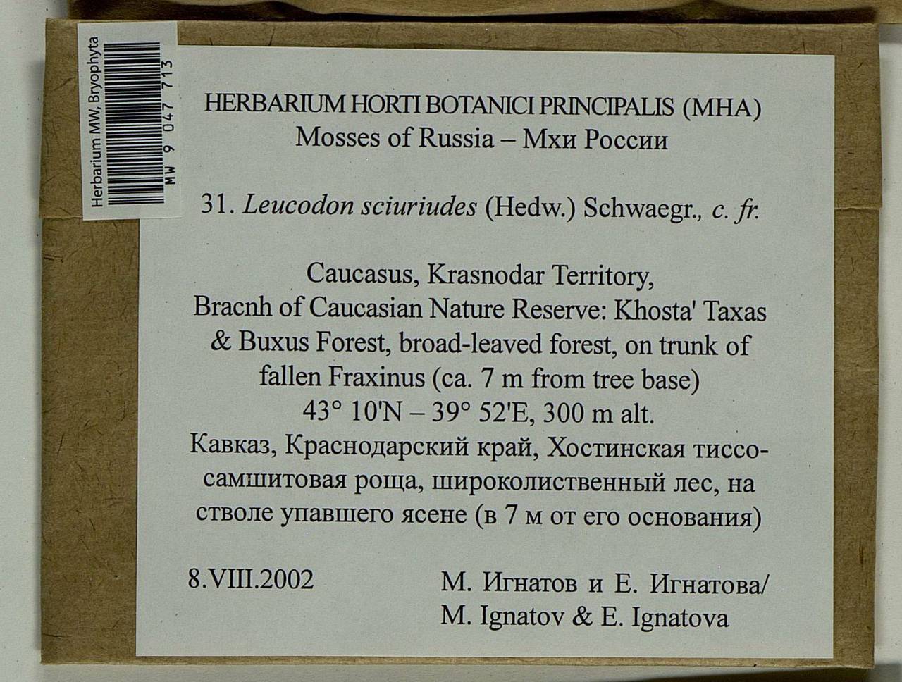 Leucodon sciuroides (Hedw.) Schwägr., Bryophytes, Bryophytes - North Caucasus & Ciscaucasia (B12) (Russia)