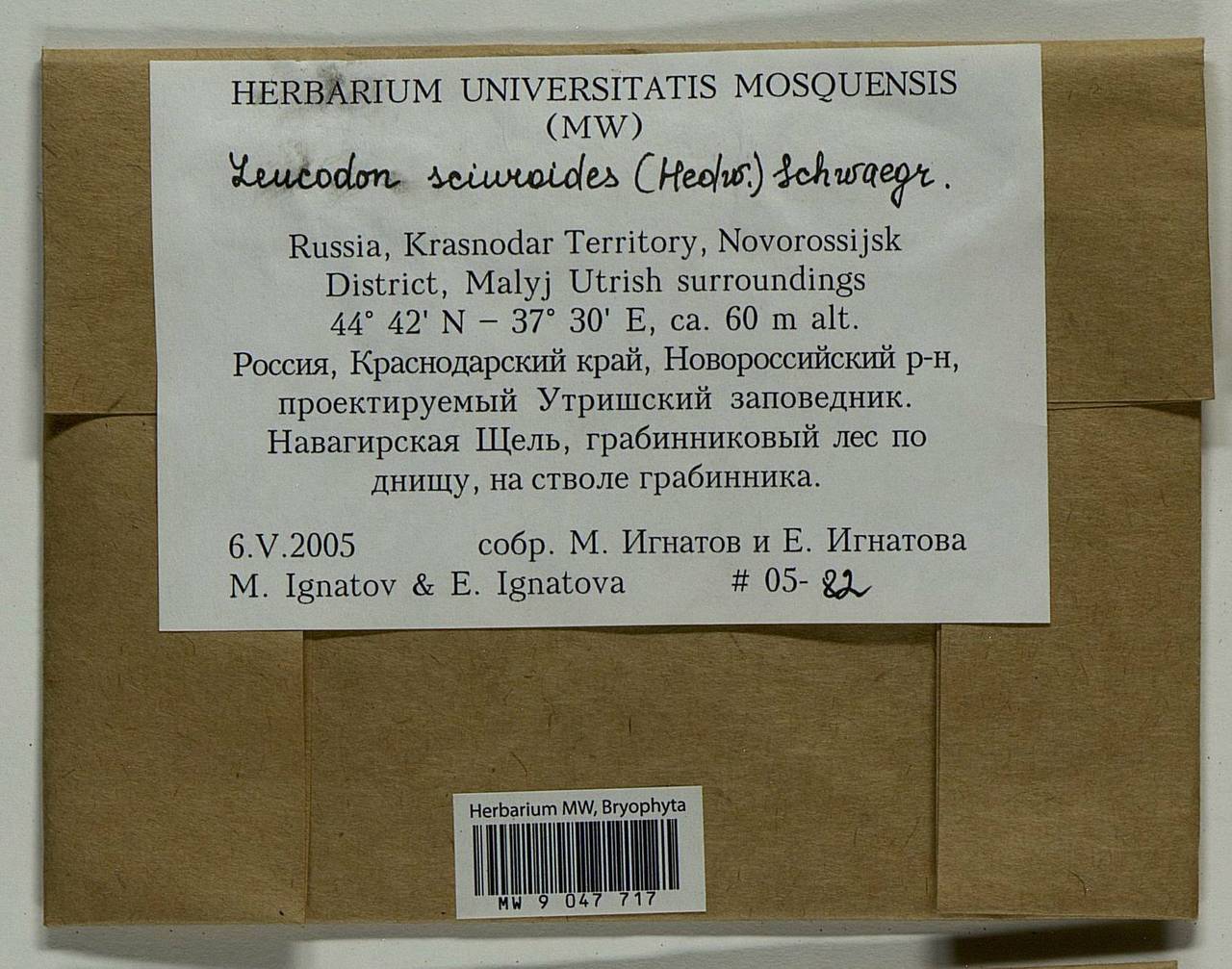 Leucodon sciuroides (Hedw.) Schwägr., Bryophytes, Bryophytes - North Caucasus & Ciscaucasia (B12) (Russia)