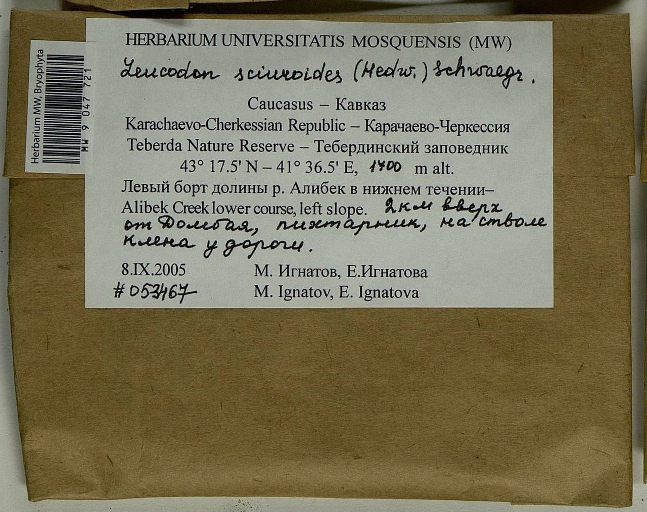 Leucodon sciuroides (Hedw.) Schwägr., Bryophytes, Bryophytes - North Caucasus & Ciscaucasia (B12) (Russia)