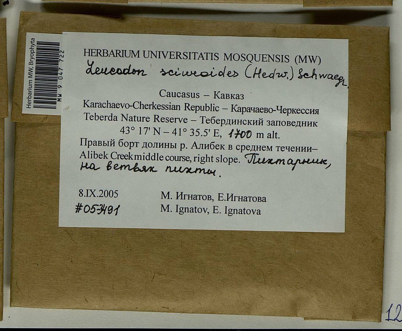 Leucodon sciuroides (Hedw.) Schwägr., Bryophytes, Bryophytes - North Caucasus & Ciscaucasia (B12) (Russia)
