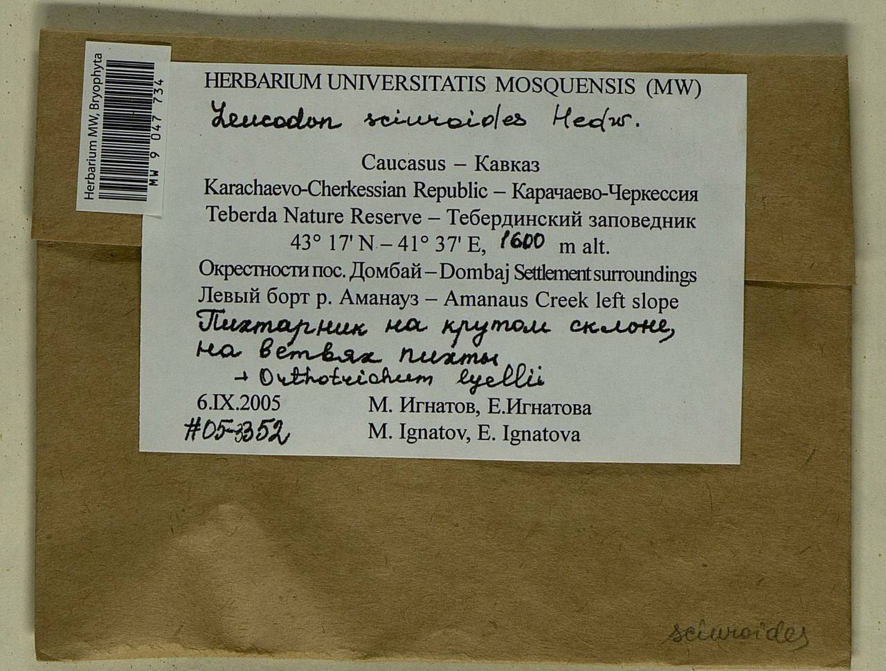 Leucodon sciuroides (Hedw.) Schwägr., Bryophytes, Bryophytes - North Caucasus & Ciscaucasia (B12) (Russia)