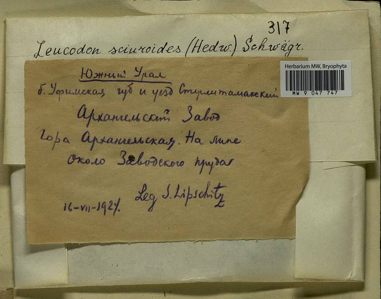 Leucodon sciuroides (Hedw.) Schwägr., Bryophytes, Bryophytes - South Urals (B14) (Russia)