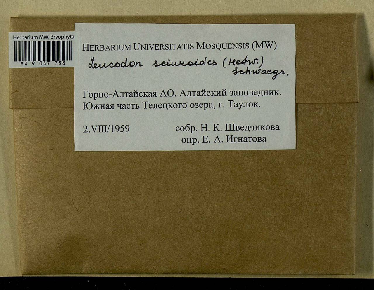 Leucodon sciuroides (Hedw.) Schwägr., Bryophytes, Bryophytes - Western Siberia (including Altai) (B15) (Russia)