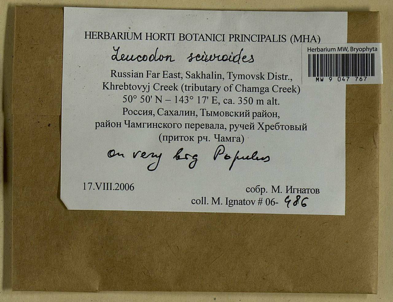 Leucodon sciuroides (Hedw.) Schwägr., Bryophytes, Bryophytes - Russian Far East (excl. Chukotka & Kamchatka) (B20) (Russia)