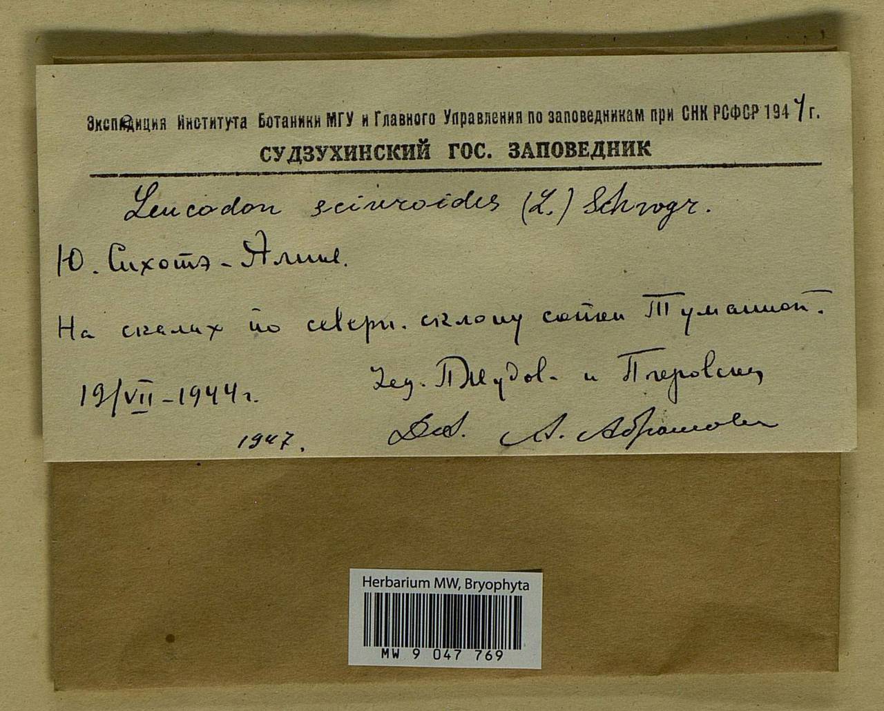 Leucodon sciuroides (Hedw.) Schwägr., Bryophytes, Bryophytes - Russian Far East (excl. Chukotka & Kamchatka) (B20) (Russia)