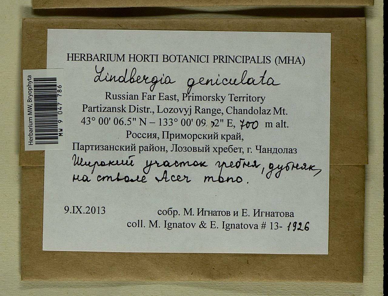 Lindbergia geniculata (Laz.) Ignatova & Ignatov, Bryophytes, Bryophytes - Russian Far East (excl. Chukotka & Kamchatka) (B20) (Russia)