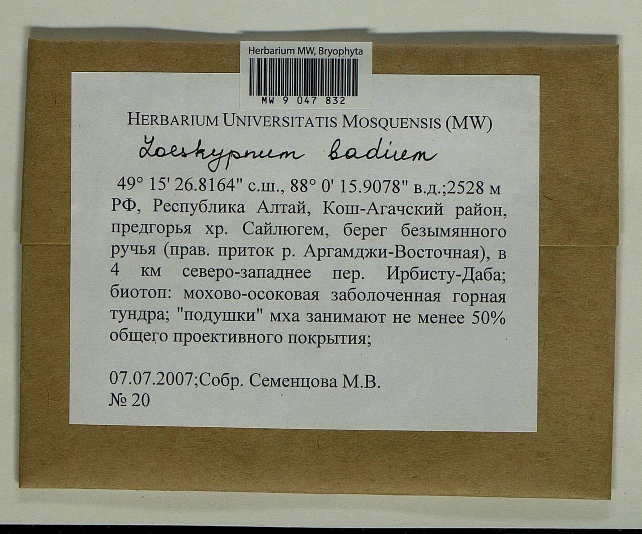 Loeskypnum badium (Hartm.) H.K.G. Paul, Bryophytes, Bryophytes - Western Siberia (including Altai) (B15) (Russia)