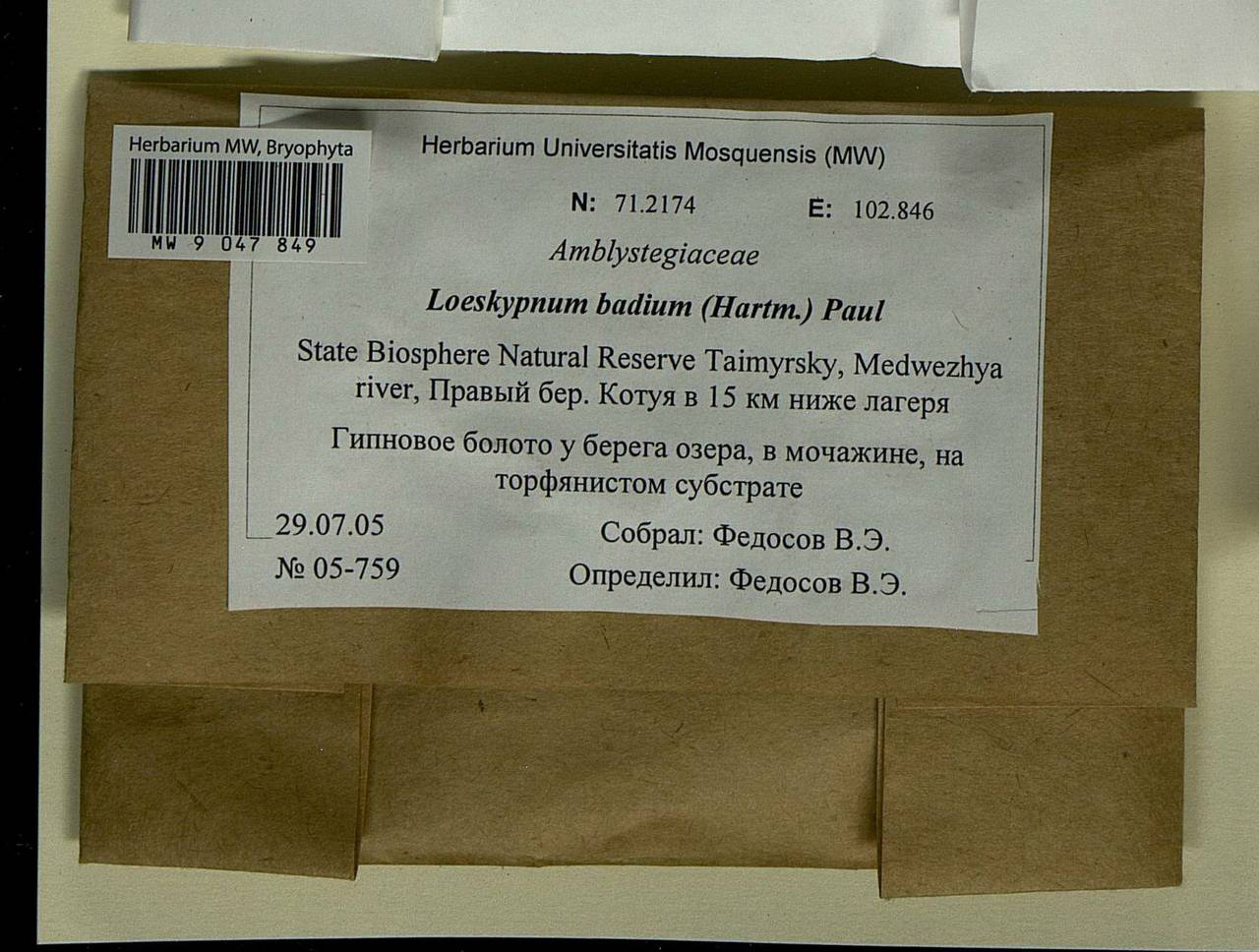 Warnstorfia badia (Hartm.) W.R. Buck & Goffinet, Bryophytes, Bryophytes - Krasnoyarsk Krai, Tyva & Khakassia (B17) (Russia)