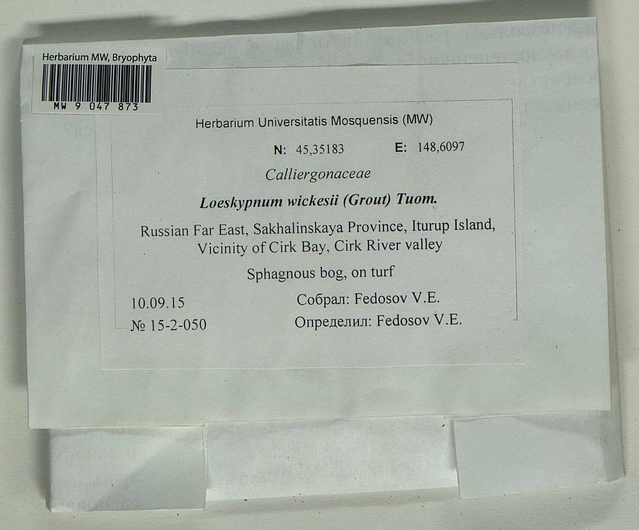 Loeskypnum wickesiae (Grout) Tuom., Bryophytes, Bryophytes - Russian Far East (excl. Chukotka & Kamchatka) (B20) (Russia)