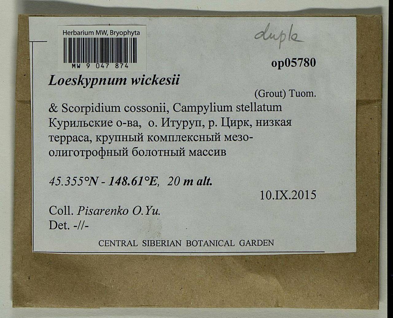 Loeskypnum wickesiae (Grout) Tuom., Bryophytes, Bryophytes - Russian Far East (excl. Chukotka & Kamchatka) (B20) (Russia)