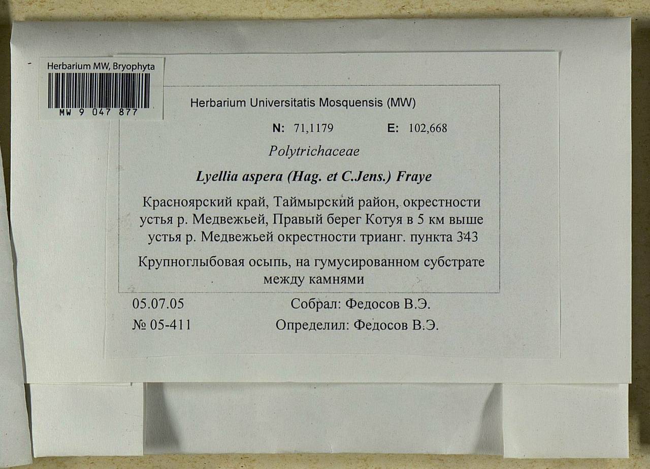 Lyellia aspera (I. Hagen & C.E.O. Jensen) Frye, Bryophytes, Bryophytes - Krasnoyarsk Krai, Tyva & Khakassia (B17) (Russia)