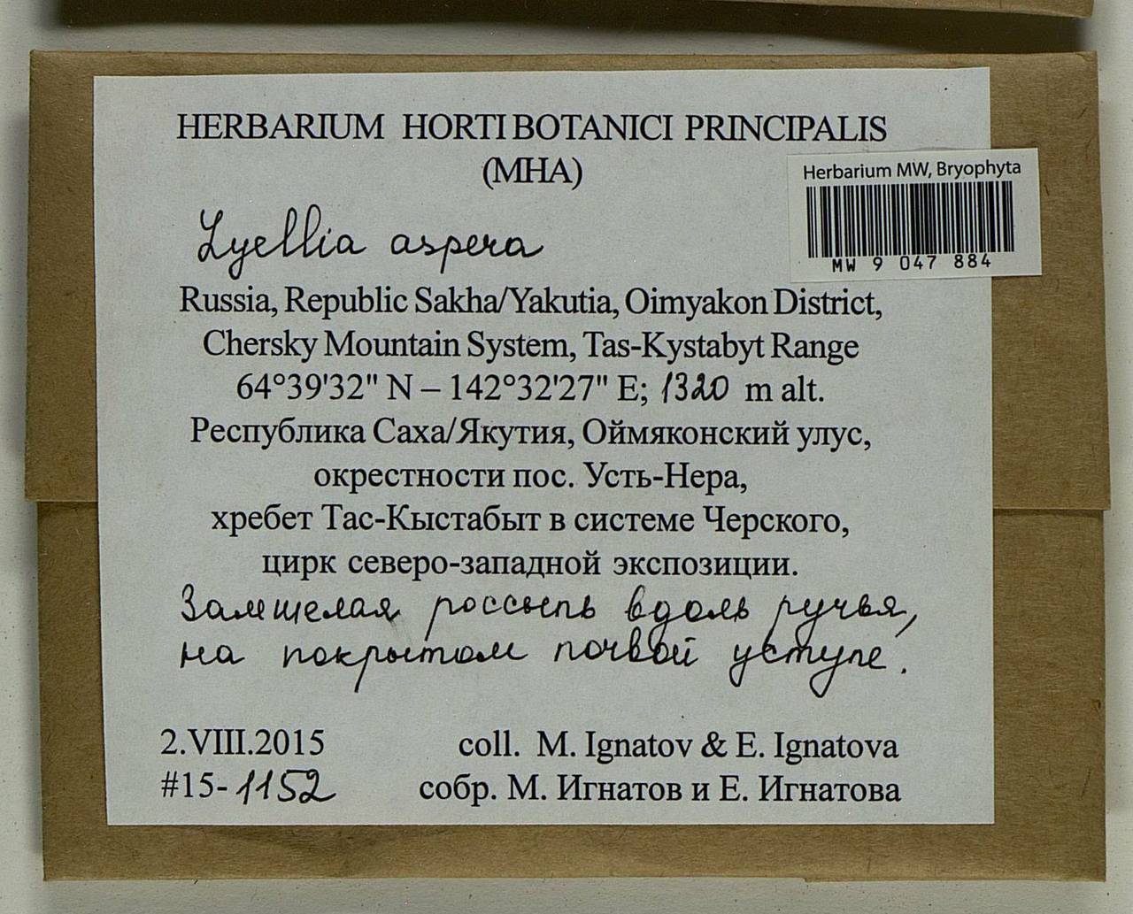 Lyellia aspera (I. Hagen & C.E.O. Jensen) Frye, Bryophytes, Bryophytes - Yakutia (B19) (Russia)