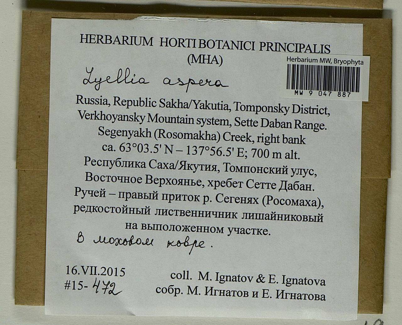 Lyellia aspera (I. Hagen & C.E.O. Jensen) Frye, Bryophytes, Bryophytes - Yakutia (B19) (Russia)