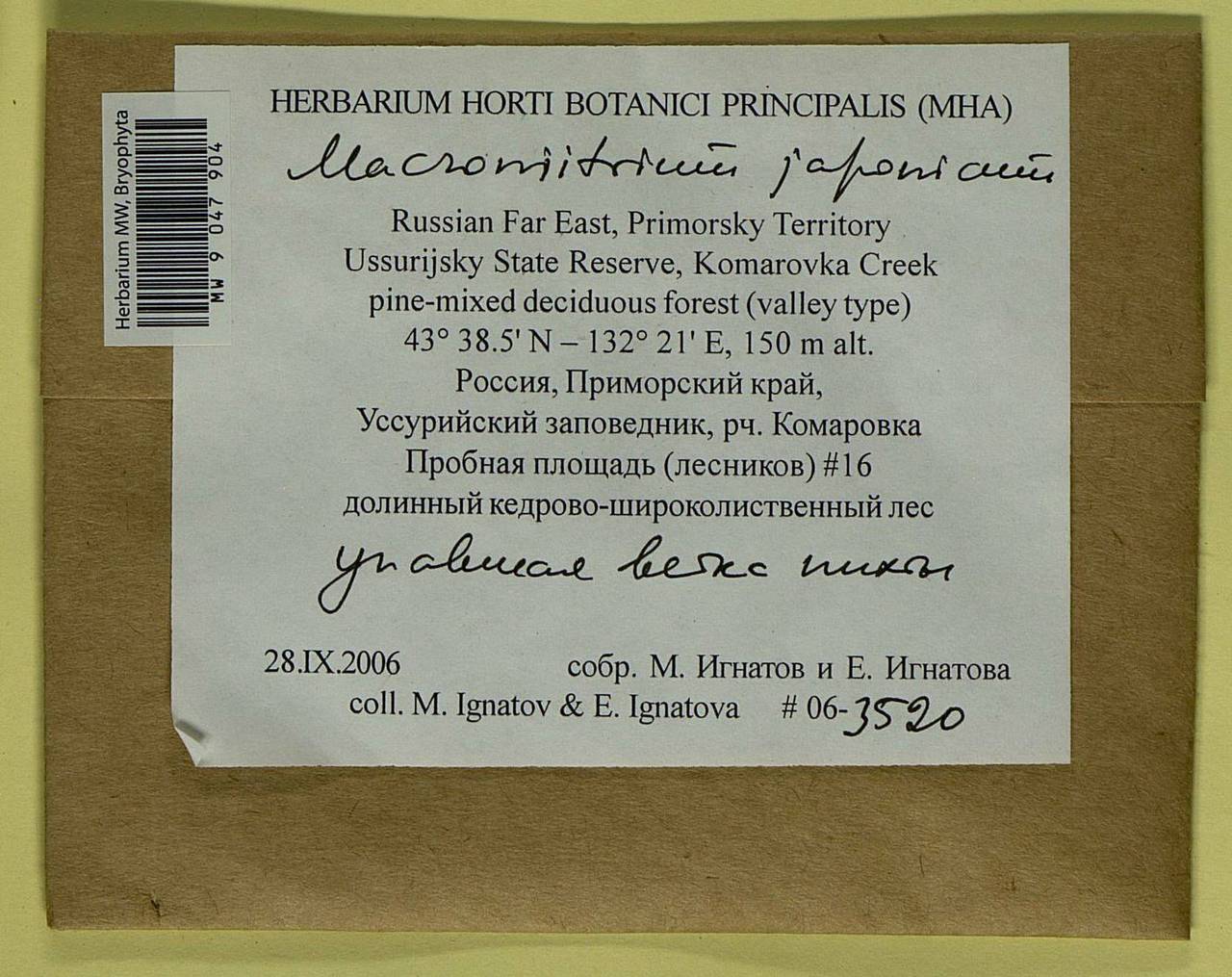 Macromitrium japonicum Dozy & Molk., Bryophytes, Bryophytes - Russian Far East (excl. Chukotka & Kamchatka) (B20) (Russia)