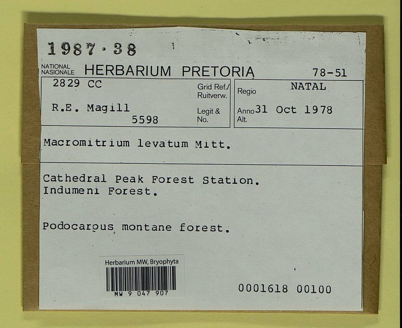 Macromitrium sulcatum (Hook.) Brid., Bryophytes, Bryophytes - Africa (BAf)