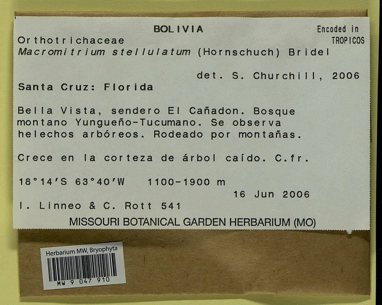 Macromitrium swainsonii (Hook.) Brid., Bryophytes, Bryophytes - America (BAm) (Bolivia)