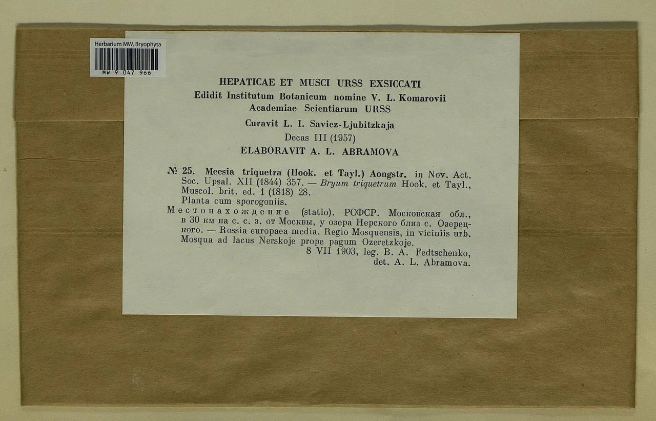 Meesia triquetra (L. ex Jolycl.) Ångstr., Bryophytes, Bryophytes - Moscow City & Moscow Oblast (B6a) (Russia)