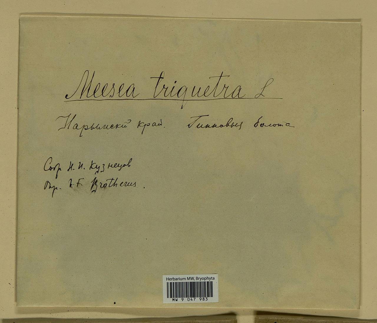 Meesia triquetra (L. ex Jolycl.) Ångstr., Bryophytes, Bryophytes - Western Siberia (including Altai) (B15) (Russia)