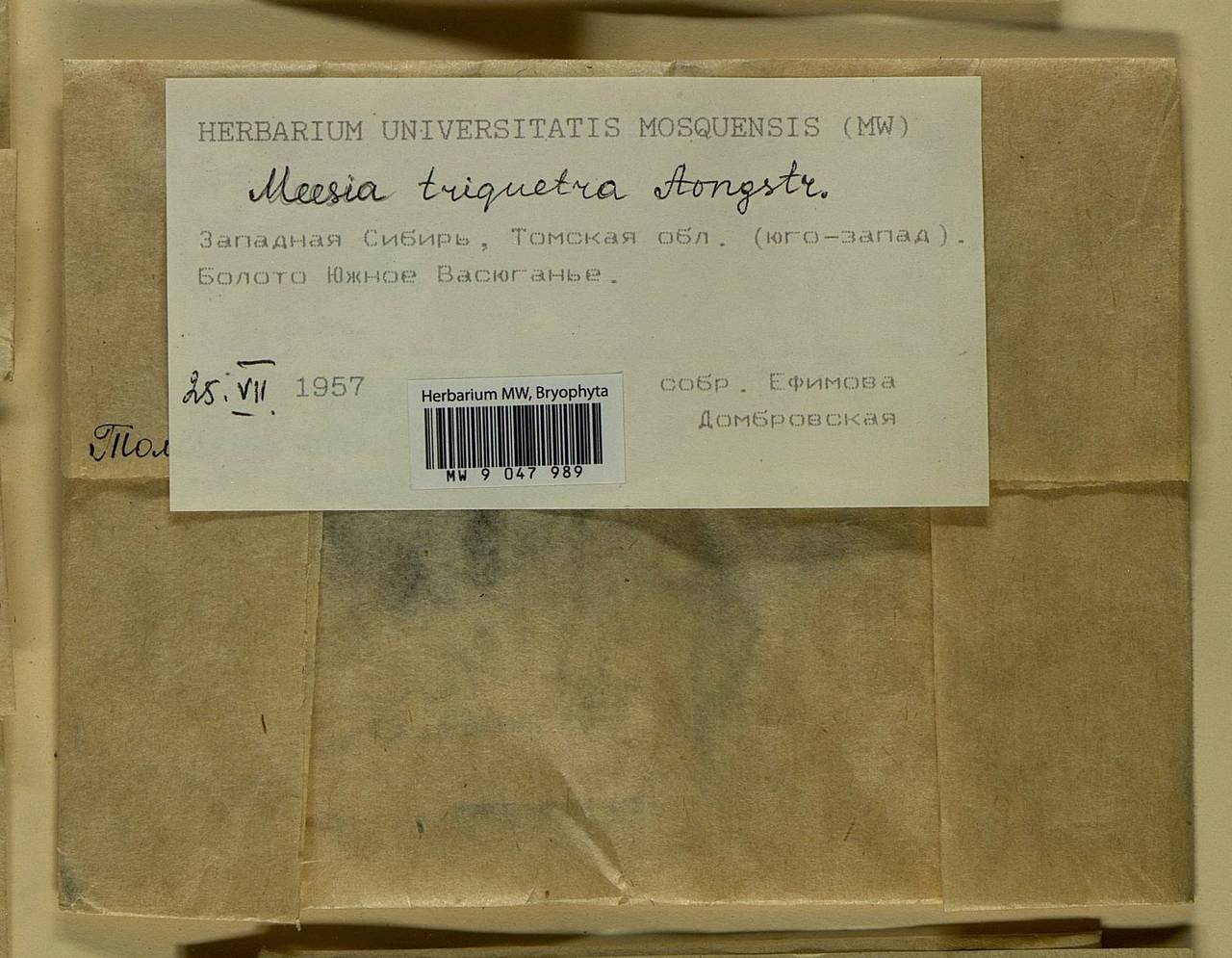 Meesia triquetra (L. ex Jolycl.) Ångstr., Bryophytes, Bryophytes - Western Siberia (including Altai) (B15) (Russia)