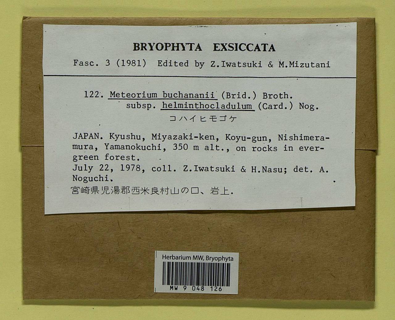 Meteorium buchananii (Brid.) Broth., Bryophytes, Bryophytes - Asia (outside ex-Soviet states) (BAs) (Japan)