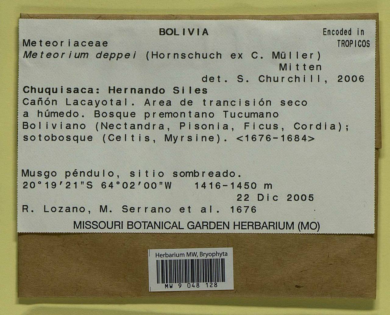 Meteorium deppei (Hornsch. ex Müll. Hal.) Mitt., Bryophytes, Bryophytes - America (BAm) (Bolivia)