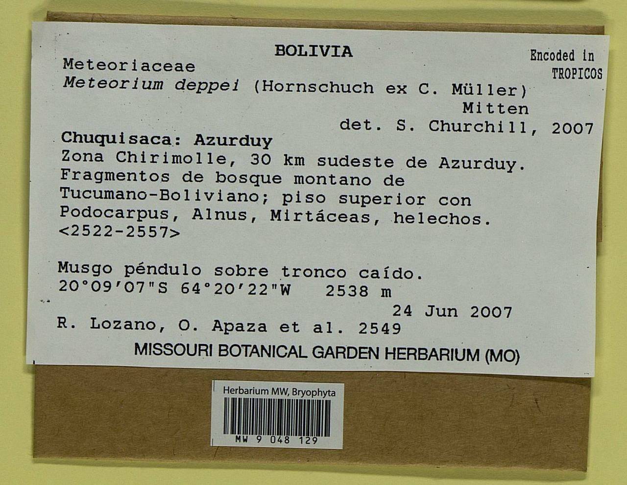 Meteorium deppei (Hornsch. ex Müll. Hal.) Mitt., Bryophytes, Bryophytes - America (BAm) (Bolivia)