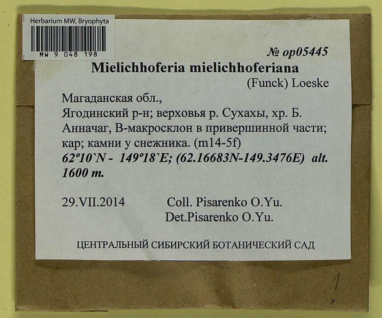 Mielichhoferia mielichhoferiana (Funck) Loeske, Bryophytes, Bryophytes - Chukotka & Kamchatka (B21) (Russia)