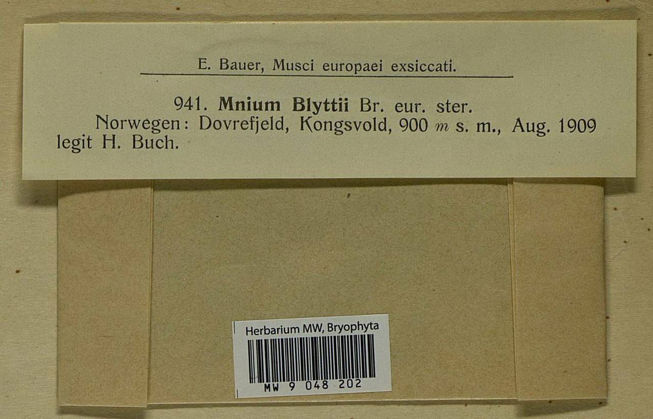 Mnium blyttii Bruch & Schimp., Bryophytes, Bryophytes - Western Europe (BEu) (Norway)