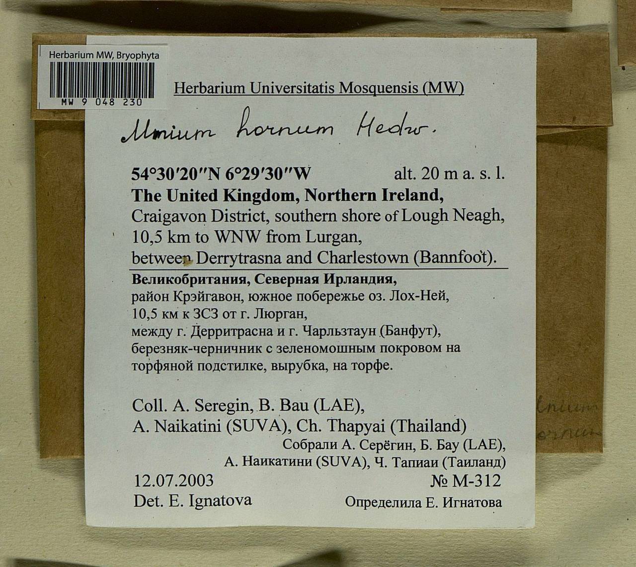 Mnium hornum Hedw., Bryophytes, Bryophytes - Western Europe (BEu) (United Kingdom)