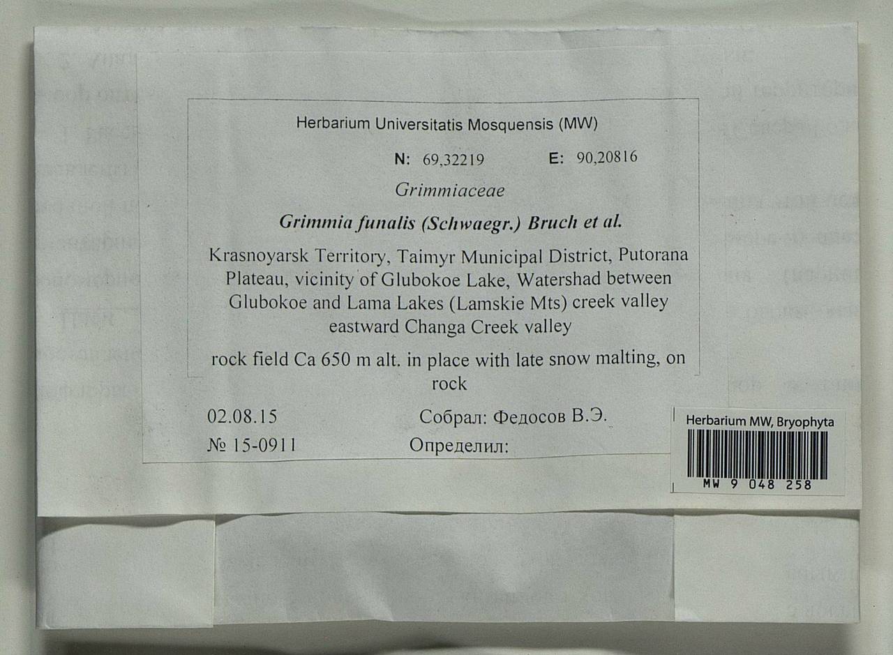 Grimmia funalis (Schwägr.) Bruch & Schimp., Bryophytes, Bryophytes - Krasnoyarsk Krai, Tyva & Khakassia (B17) (Russia)