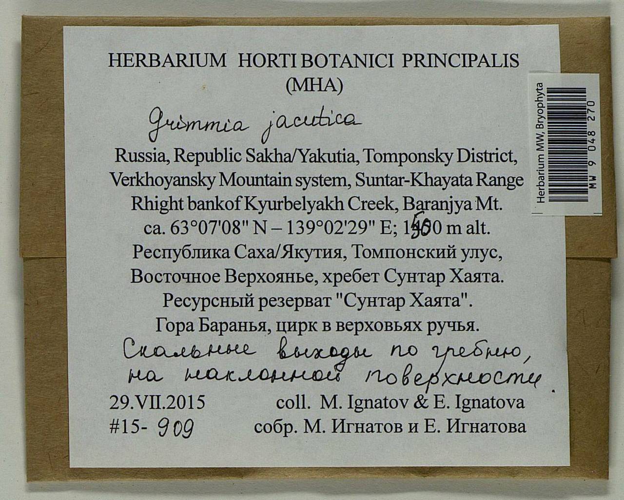 Grimmia jacutica Ignatova, Bedn.-Ochyra, Afonina & J. Muñoz, Bryophytes, Bryophytes - Yakutia (B19) (Russia)