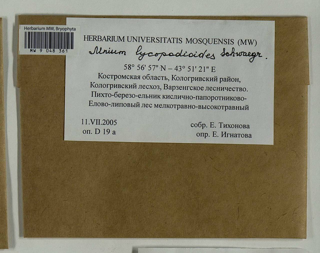 Mnium lycopodioides Schwägr., Bryophytes, Bryophytes - Middle Russia (B6) (Russia)
